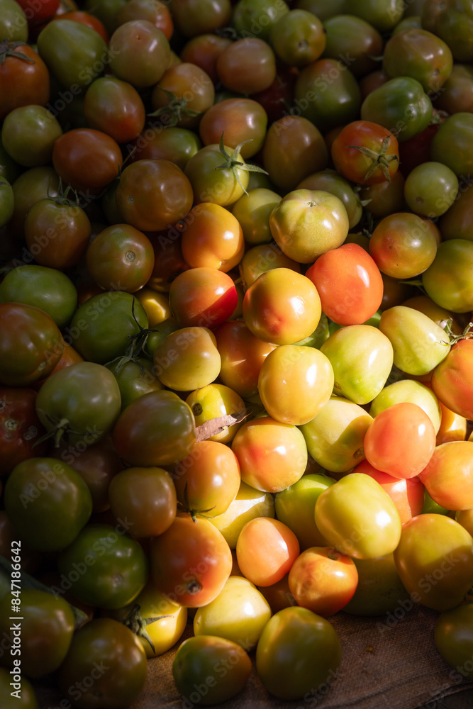 Sunlit Assortment of Tomatoes Sunlit Assortment of Tomatoes