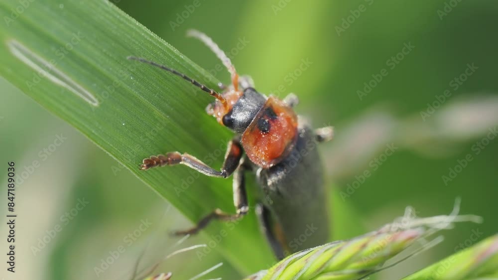 Detailed close-up captures a soldier beetle resting on a green leaf Detailed close-up captures a soldier beetle resting on a green leaf