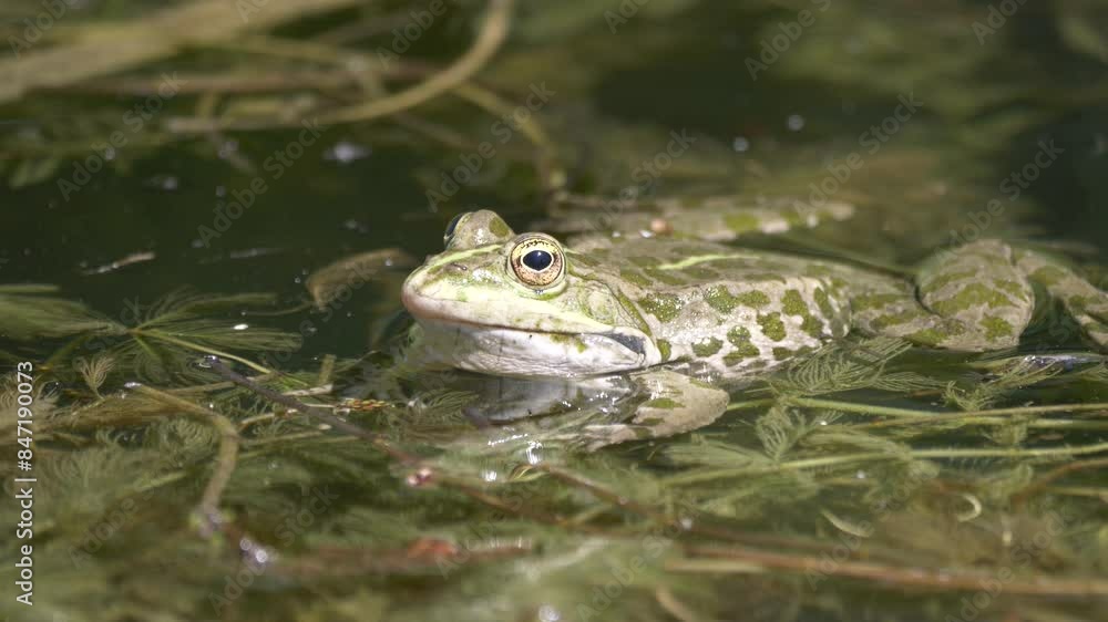 Close-up of a green frog swimming in a pond. The frog has spots on its body. Close-up of a green frog swimming in a pond. The frog has spots on its body.