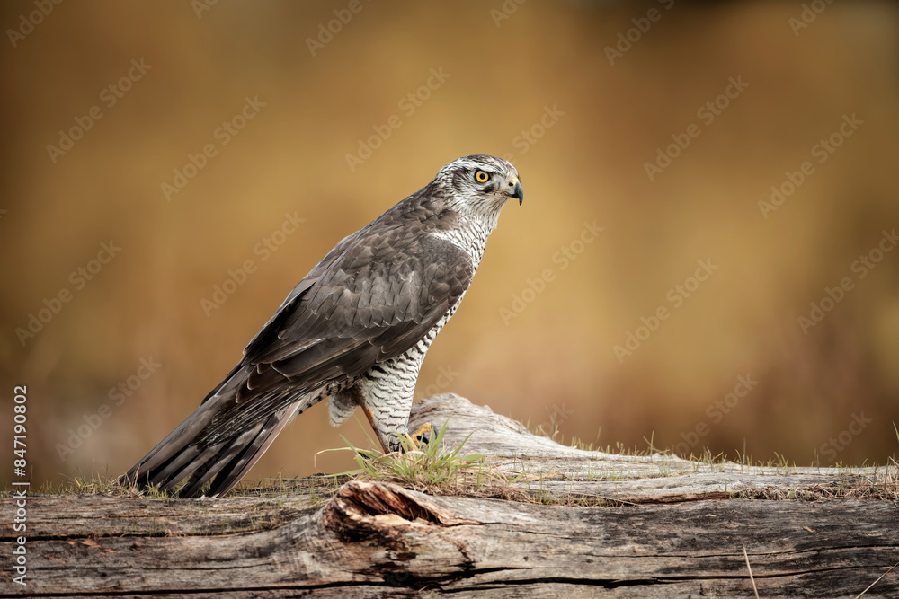 Fotografie Northern Goshawk perched on a tree log in nature.