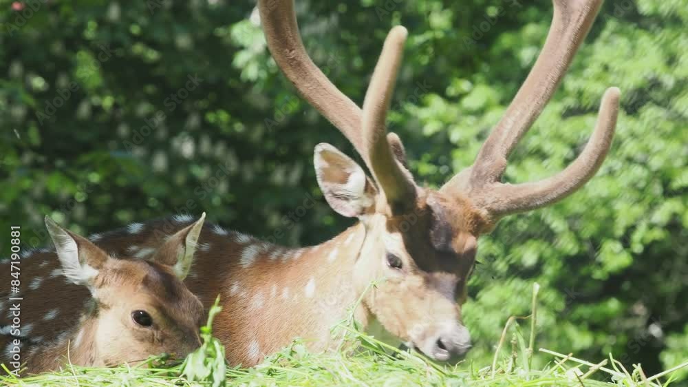 Sunny day, a slow-motion video captures deer grazing in a forest clearing. Sunny day, a slow-motion video captures deer grazing in a forest clearing.