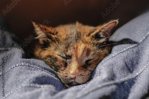 closeup photo of sleeping tortoiseshell cat with eyes tightly closed