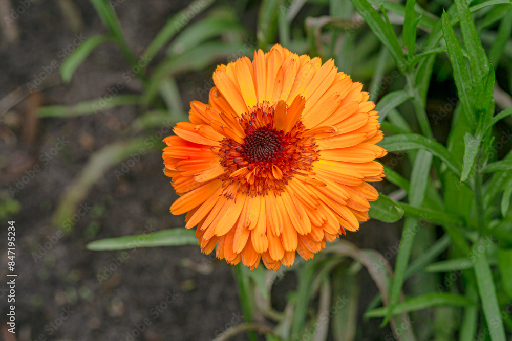 Bright orange double calendula flower in a flower bed in the garden. Bright orange double calendula flower in a flower bed in the garden.