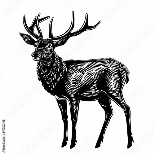 A black and white drawing of a deer with antlers