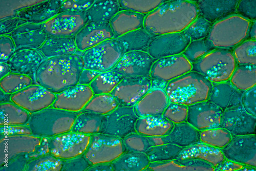 Caulis Sinomenii stem plant cells micrograph