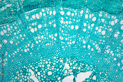 Caulis Sinomenii stem plant cells micrograph