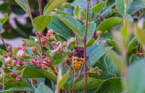 The European hornet (Vespa crabro), large huge big wasp on flowering plant close up photo