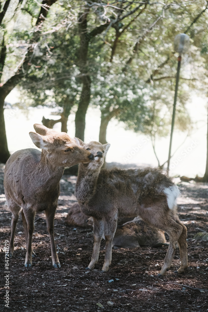 Portrait of wild deer at Nara Park, Japan. Portrait of wild deer at Nara Park, Japan.