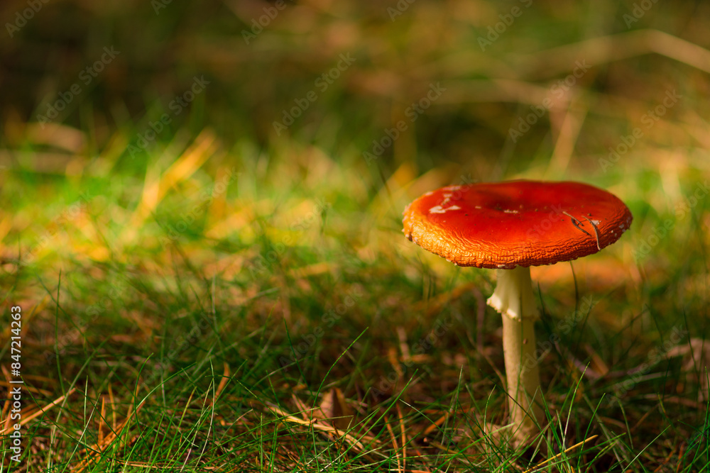 Fliegenpilz im Wald mit Platz für Text Fliegenpilz im Wald mit Platz für Text
