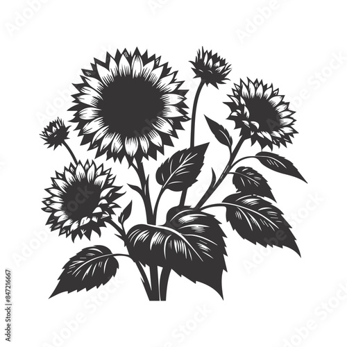 Black and white sunflower Beautiful sunflower flowers. Vector illustration