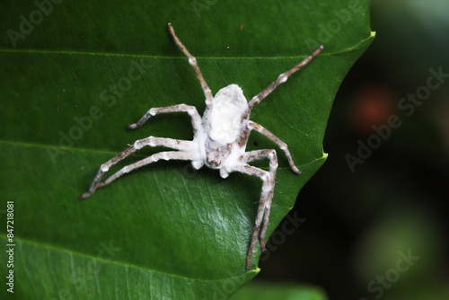 zombie spider covered with entomopathogenic fungus