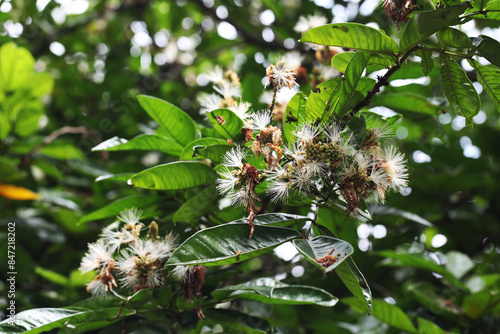 Dwarf Machete Ice Cream Bean (Inga spectabilis)