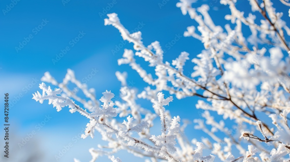 Winter Nature Close up of Rime Ice on Tree with Blue Sky Background Winter Nature Close up of Rime Ice on Tree with Blue Sky Background