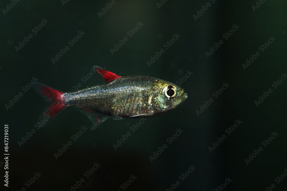 Fototapeta premium Rare Tetra or Characins Hyphessobrycon eilyos from Amazon river 