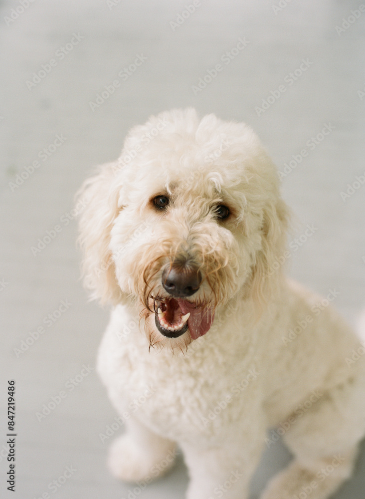 Portrait of a Dog Portrait of a Dog