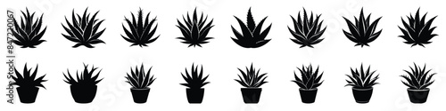 Set of Aloe Vera Plant Silhouettes - Vector Illustrations of Various Aloe Vera Plants in Pots and Ground, Perfect for Botanical and Natural Designs