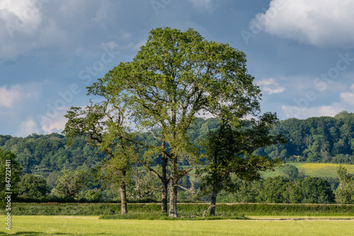 four oak trees