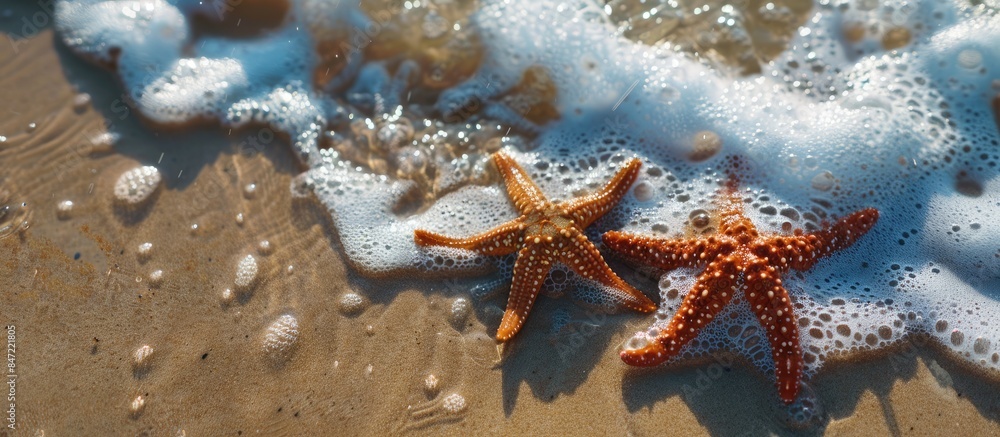 Sea Stars: Capturing the Magic of the Ocean on Your Holiday Getaway Sea Stars: Capturing the Magic of the Ocean on Your Holiday Getaway