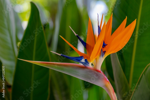 Strelitzia reginae common known as the crane flower or bird of paradise with green leaves in garden, A species of flowering plant indigenous to South Africa, An evergreen perennial, Natural background