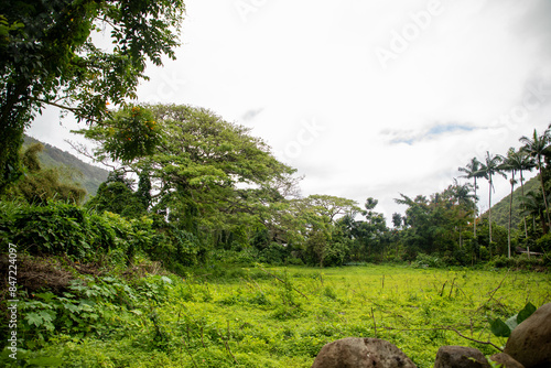 Wallpaper Mural Waipio valley Torontodigital.ca