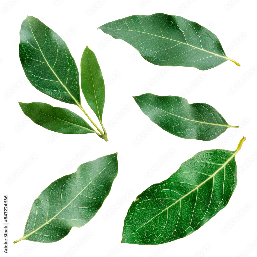 Fototapeta premium Bay leaf set on a white. Isolated on transparent background.