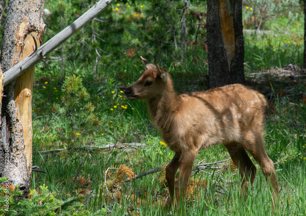 Fototapeta premium Elk Calf Yellowstone National Park