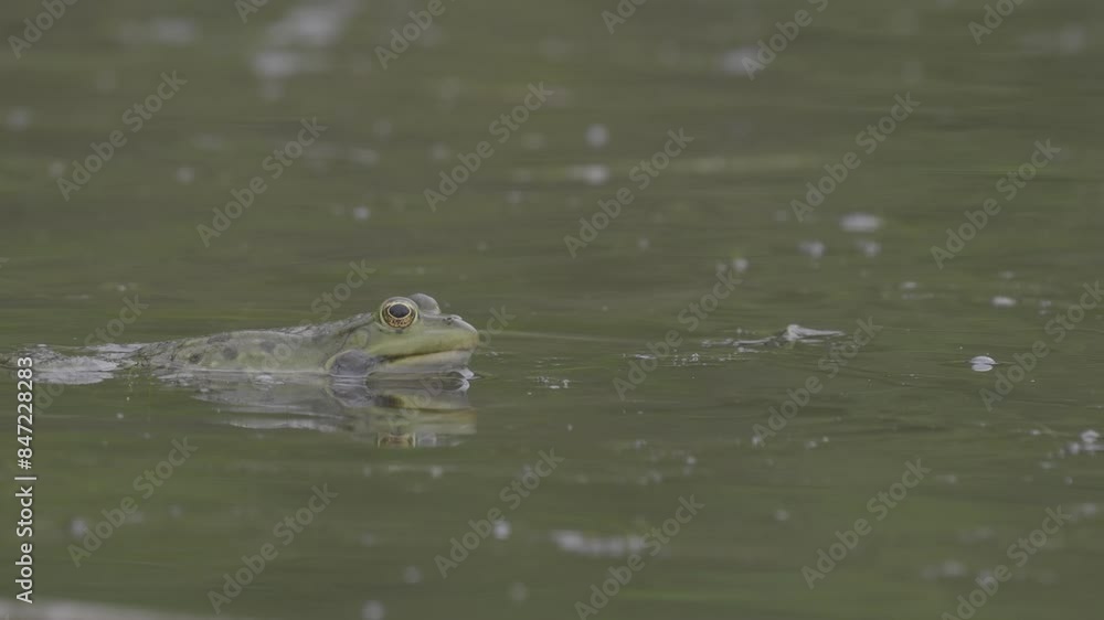 Close-up shot reveals a green frog croaking energetically in the swamp. Close-up shot reveals a green frog croaking energetically in the swamp.
