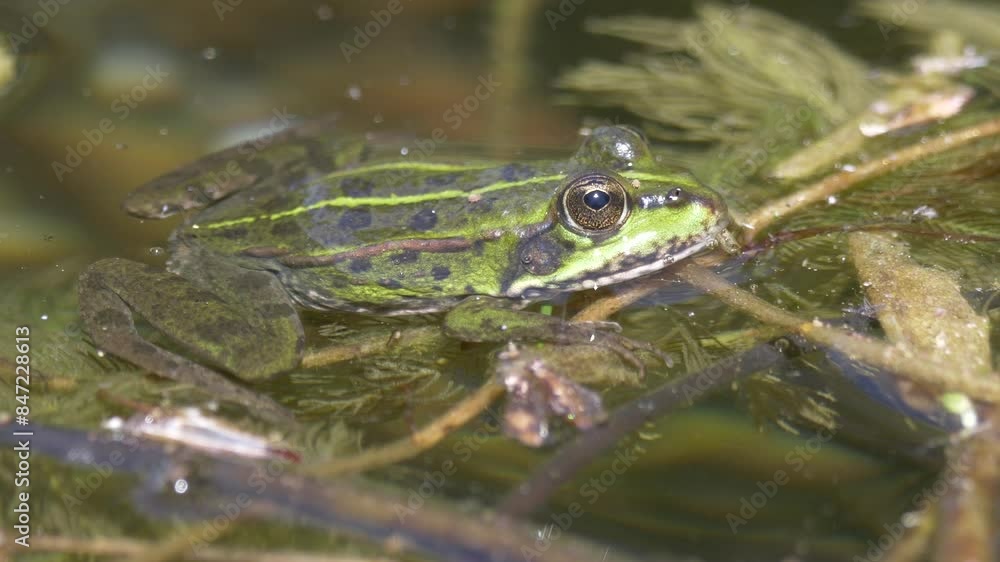 Close-up of a green frog perched on a pad in a pond. Close-up of a green frog perched on a pad in a pond.