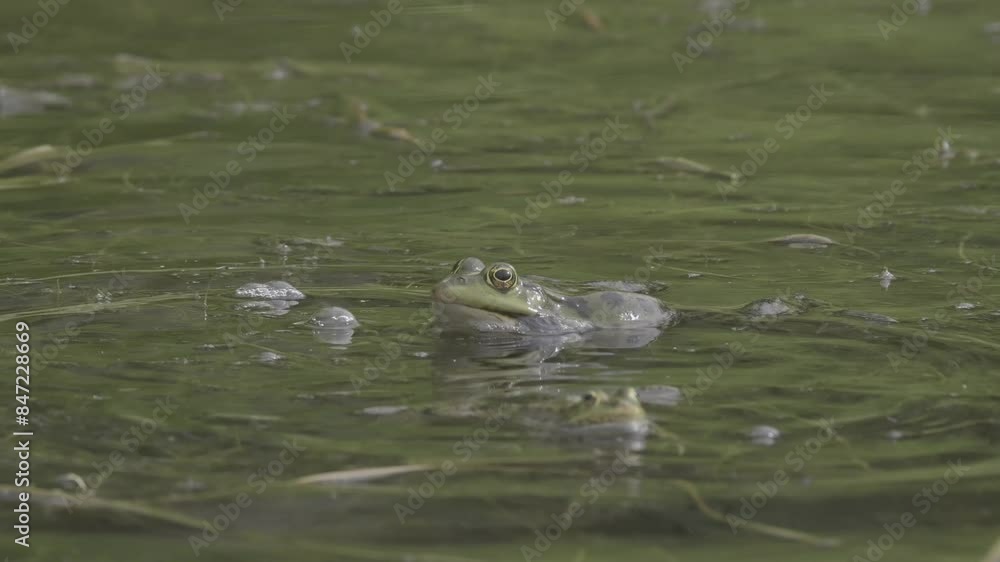 The swamp, a cluster of frogs croaks loudly during the daytime. Captured in a close-up shot. The swamp, a cluster of frogs croaks loudly during the daytime. Captured in a close-up shot.
