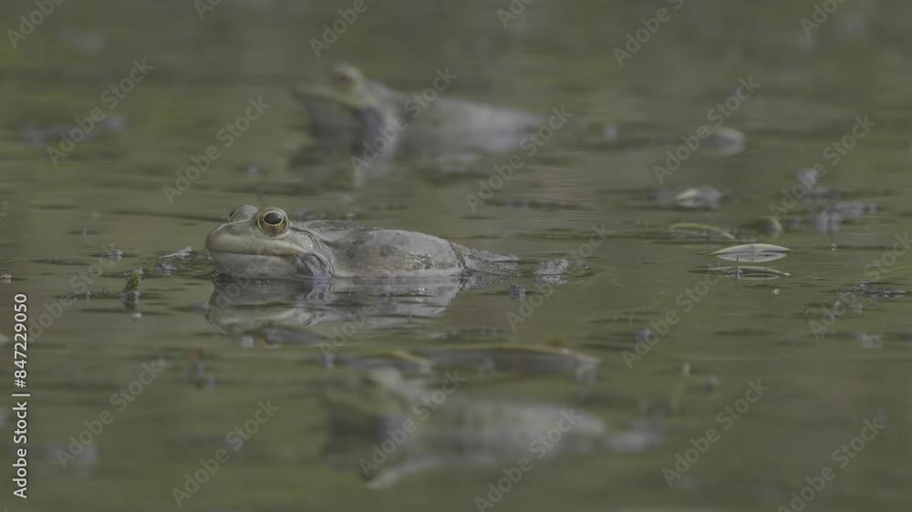 Cluster of frogs gathers in the swamp, emitting croaks, all captured in a close-up view. Cluster of frogs gathers in the swamp, emitting croaks, all captured in a close-up view.