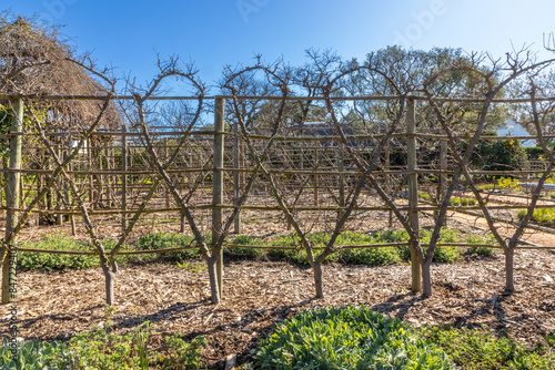 Pear trees being espaliered trimmed and pruned to from unique patterns. 