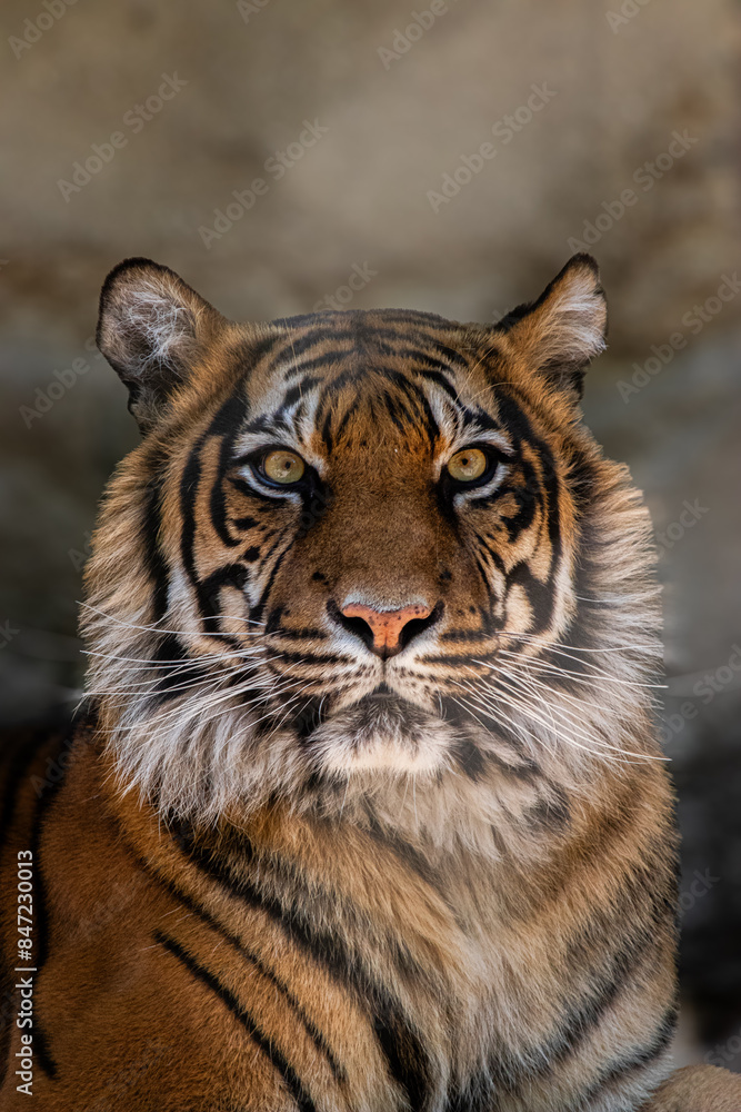 Obraz premium portrait of a tiger