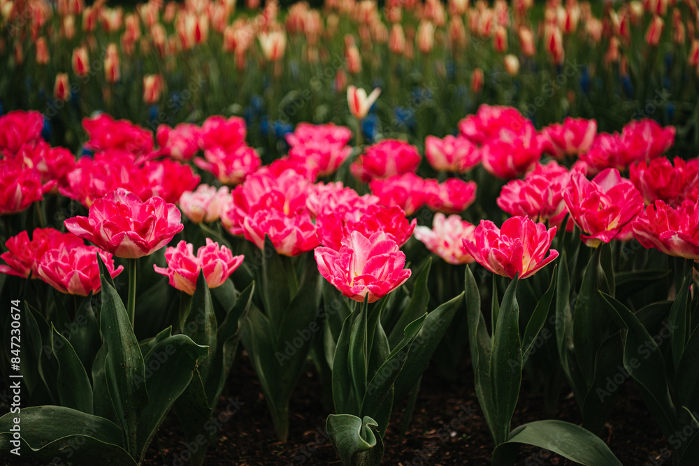 Radiant pink tulips ('Pink Delight') flourishing outdoors Radiant pink tulips ('Pink Delight') flourishing outdoors