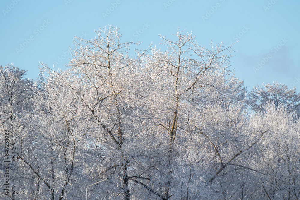 Tree branches covered with white frost against a blue sky. Tree branches covered with white frost against a blue sky.