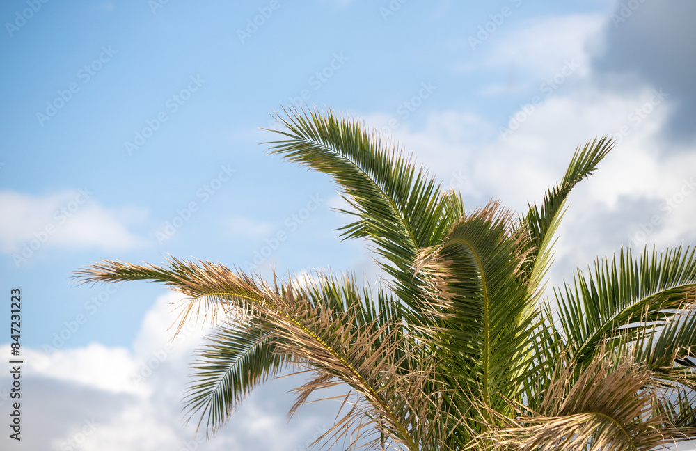 Palm leaves against the blue sky. Palm leaves against the blue sky.