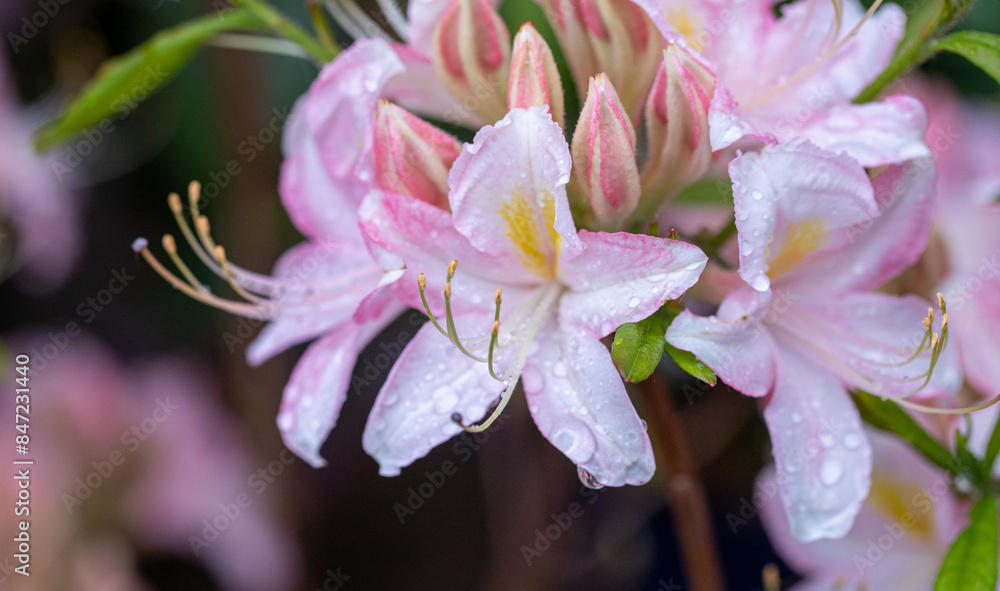 bright plants flowers in nature bright plants flowers in nature