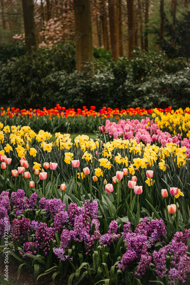 Colorful tulips and lilac hydrangeas in bloom Colorful tulips and lilac hydrangeas in bloom
