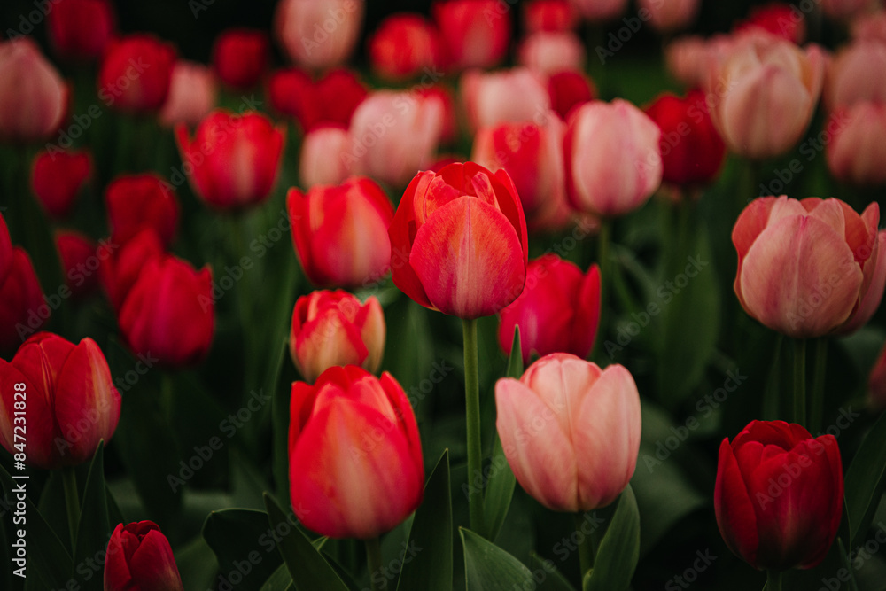Mystic Van Eijk Spring Tulips Mystic Van Eijk Spring Tulips