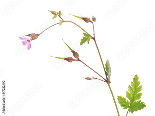 Canvas Print Herb Robert plant with pink flower isolated on white, Geranium robertianum