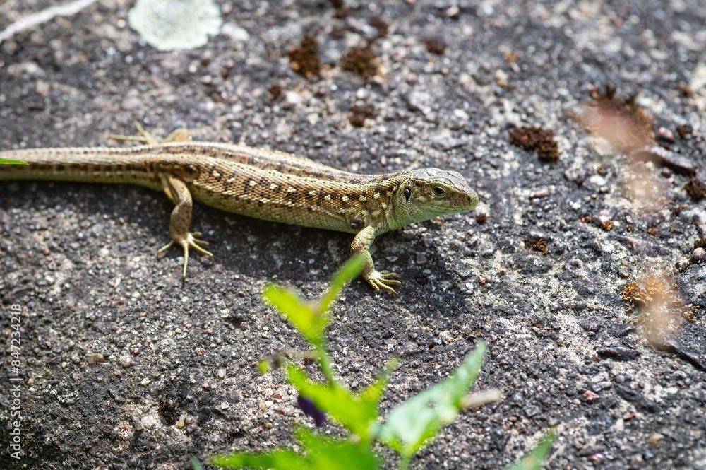Close up lizard on street. Lithuania Close up lizard on street. Lithuania
