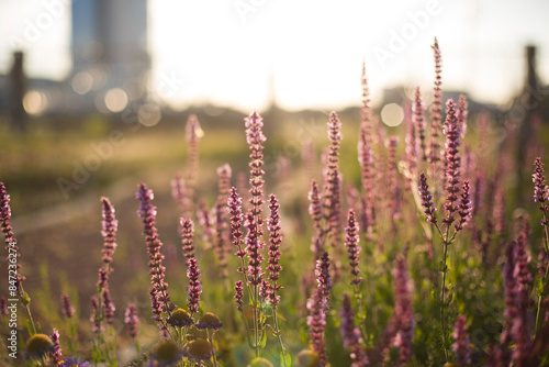 beautiful  garden landscape