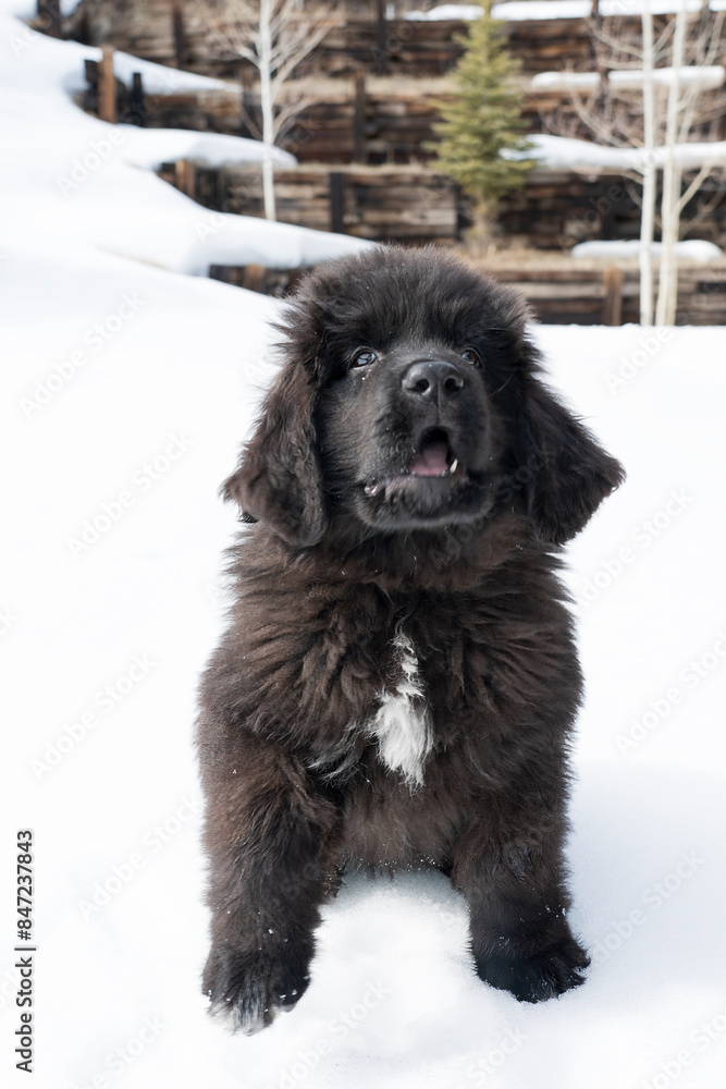 Fototapeta premium BLack newfoundland puppy barking with snow in the background