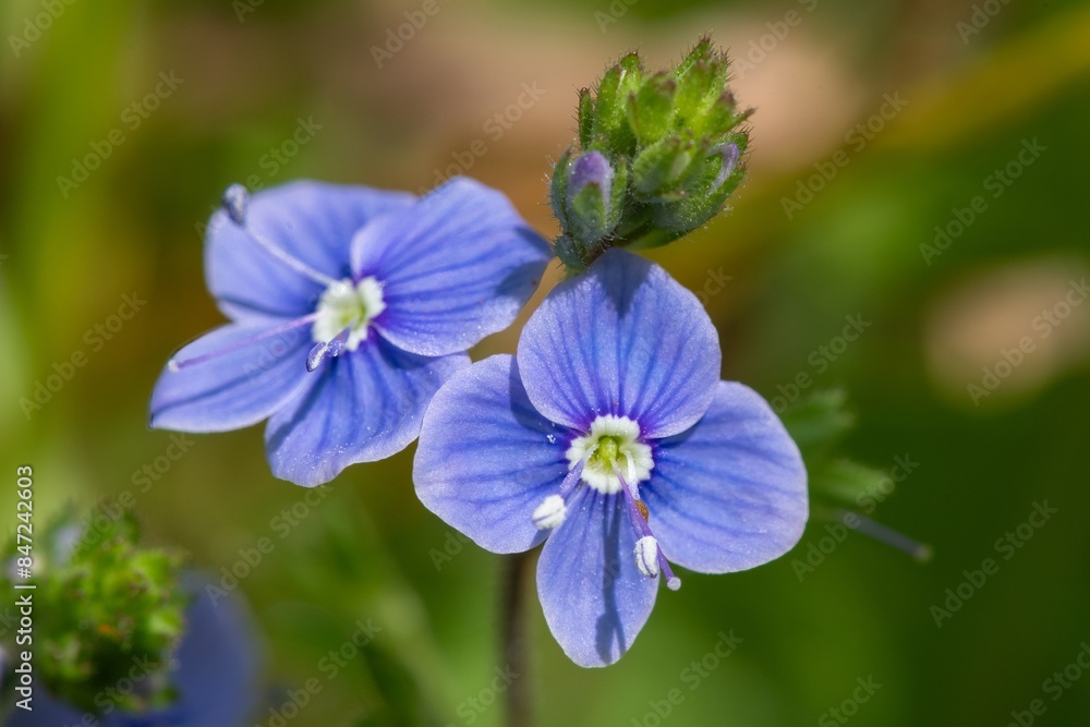 Macro shot of germander speedwell (veronica chamaedrys) flowers in bloom Macro shot of germander speedwell (veronica chamaedrys) flowers in bloom