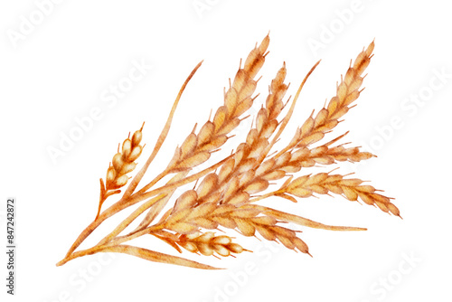 Watercolor bunch of ripe wheat spikes, cut out from white background