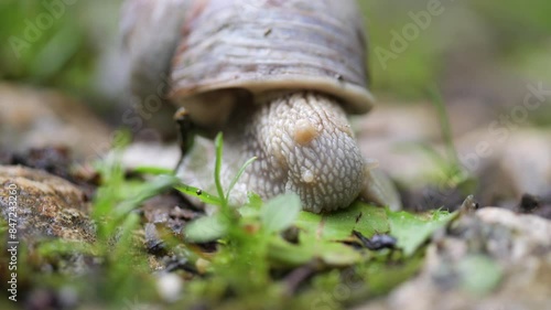 Closeup footage of a land snail eating a green plant leaf on the garden ground in daytim photo