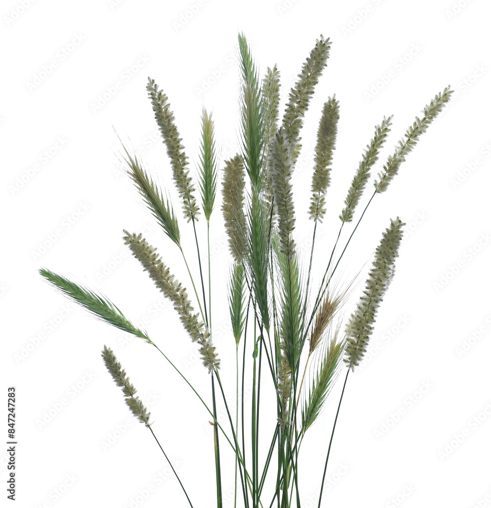 Fresh green grass with seeds isolated on white background and texture, clipping path Fresh green grass with seeds isolated on white background and texture, clipping path