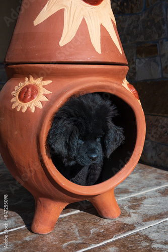 black newfoundland puppy in a chiminea photo