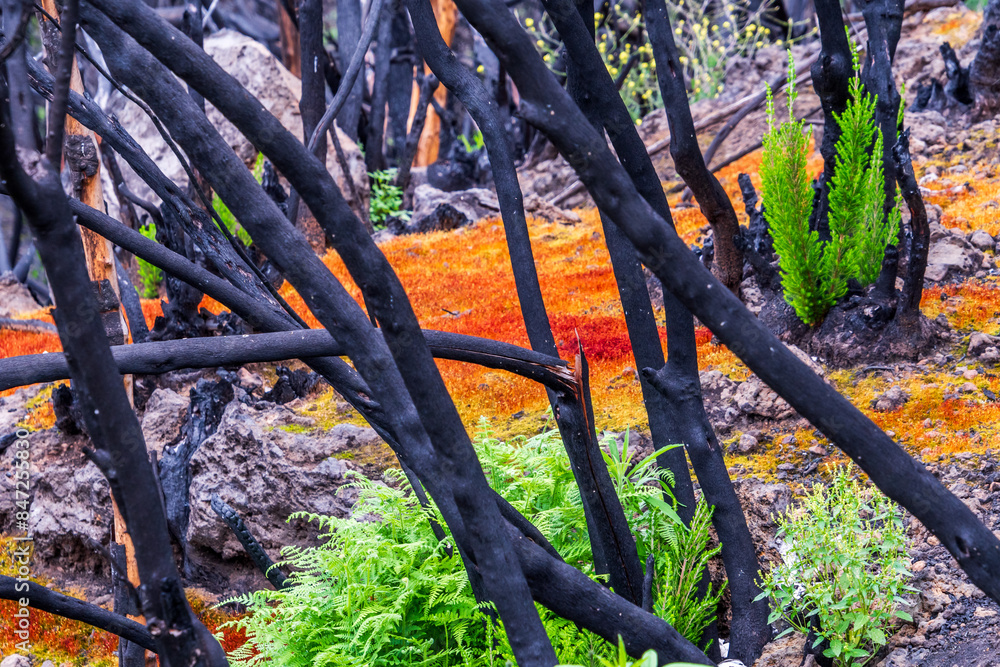 Musgo entre árboles quemados en La Corujera, Tenerife. Musgo entre árboles quemados en La Corujera, Tenerife.