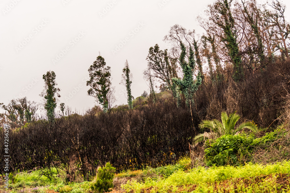 Obraz premium Árboles quemados en La Corujera, Tenerife