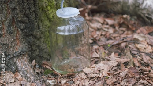 Birch Water Is Sap Directly From Birch Trees. Drink Drips Into A Glass Jar. Collecting Birch Tree Sap In Wild Forest. Steadicam Shot.